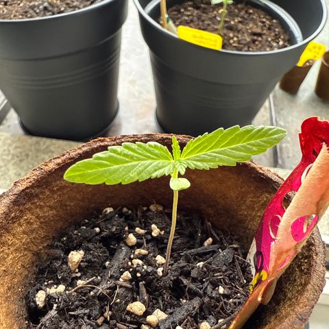 Bubblegum XL 3 growlog timeline photo