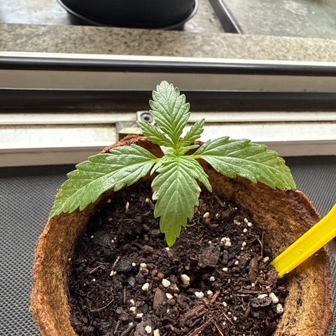 Purple Queen Automatic growlog timeline photo