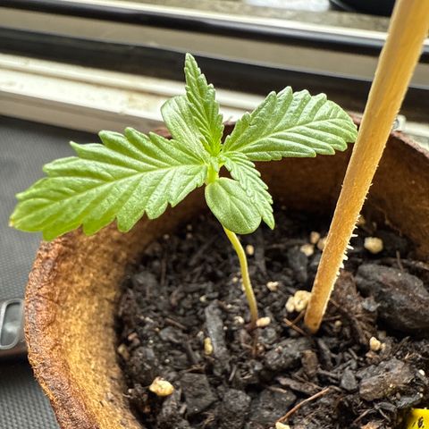 HulkBerry Automatic 3 growlog timeline photo