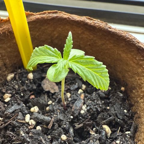 Watermelon Automatic 3 growlog timeline photo