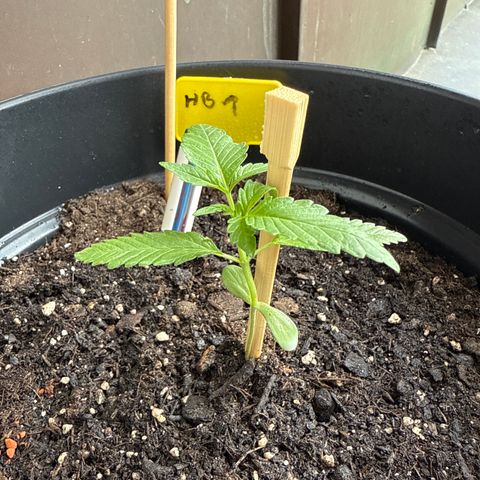 HulkBerry Automatic growlog timeline photo