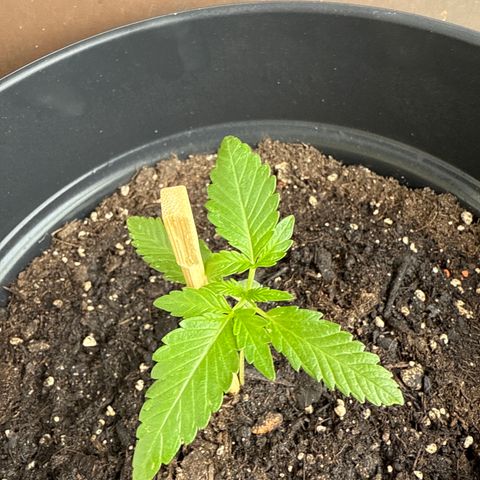 HulkBerry Automatic growlog timeline photo
