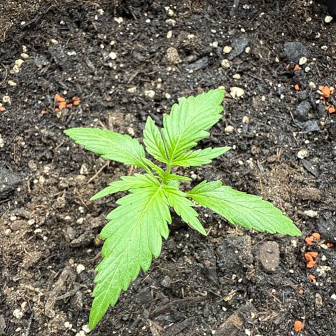 Watermelon Automatic growlog timeline photo