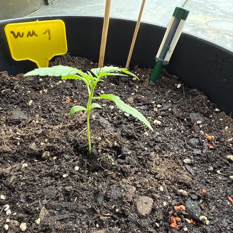 Watermelon Automatic growlog timeline photo