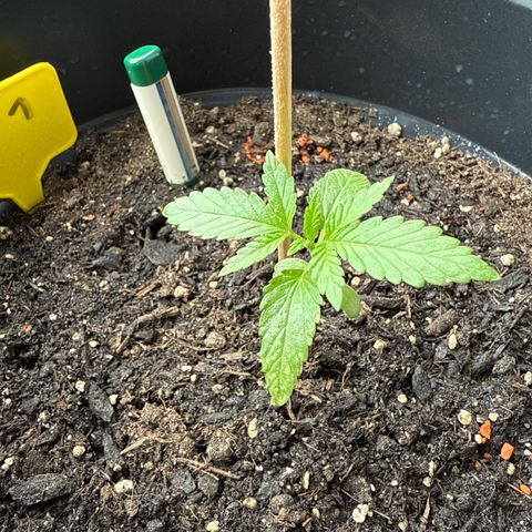 Bubblegum XL growlog timeline photo
