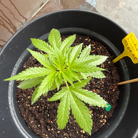 Sundae Driver growlog timeline photo