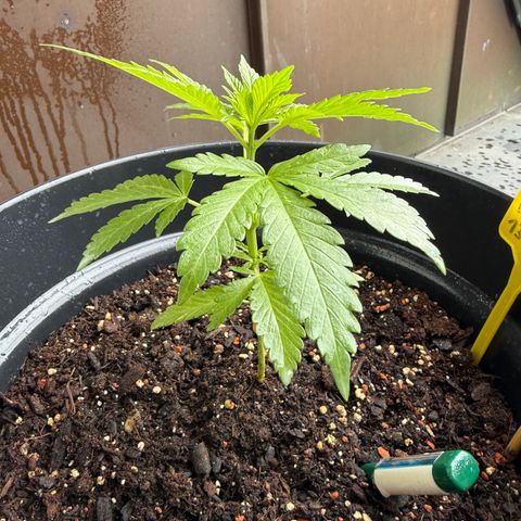 Sundae Driver growlog timeline photo