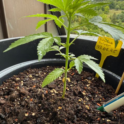 Sundae Driver growlog timeline photo