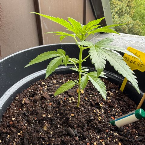 Sundae Driver growlog timeline photo