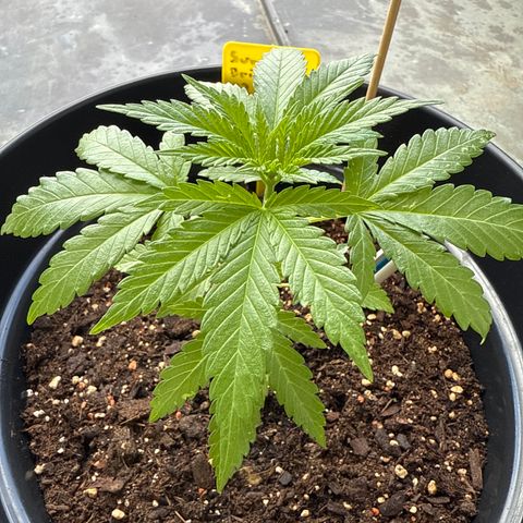 Sundae Driver growlog timeline photo