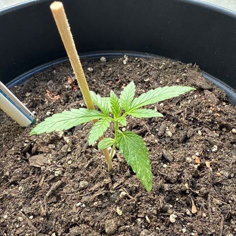 Bubblegum XL growlog timeline photo