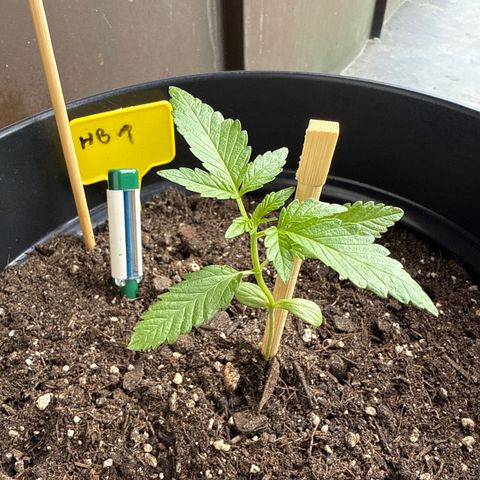 HulkBerry Automatic growlog timeline photo