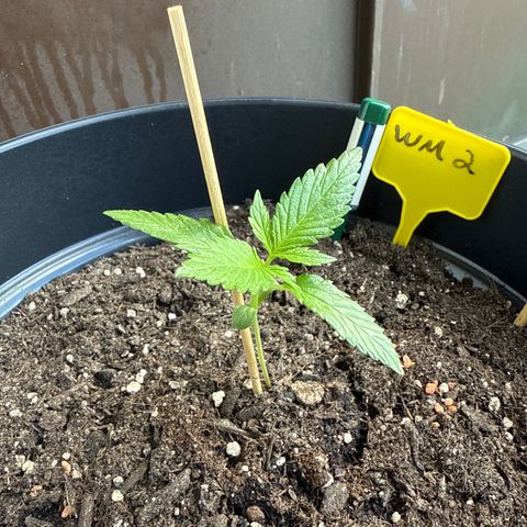 Watermelon Automatic 2 growlog timeline photo