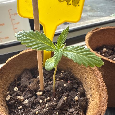 HulkBerry Automatic 3 growlog timeline photo