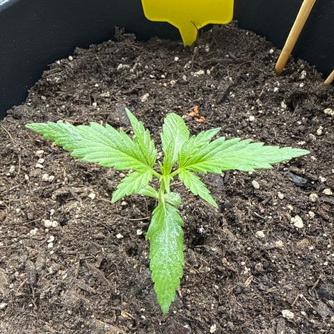 Watermelon Automatic growlog timeline photo