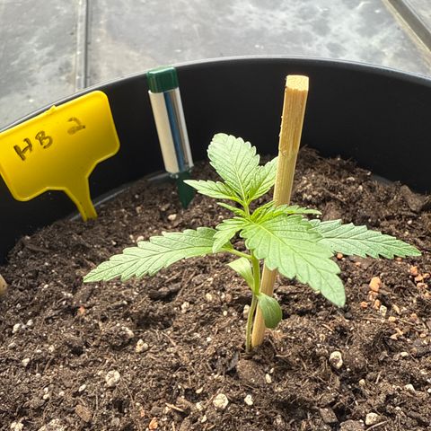 Hulkberry Automatic 2 growlog timeline photo