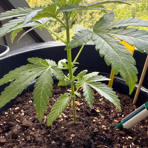 Sundae Driver growlog timeline photo