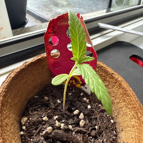 Bubblegum XL 3 growlog timeline photo