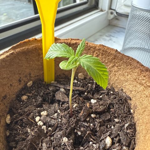 Watermelon Automatic 3 growlog timeline photo