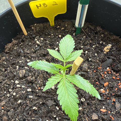 Hulkberry Automatic 2 growlog timeline photo