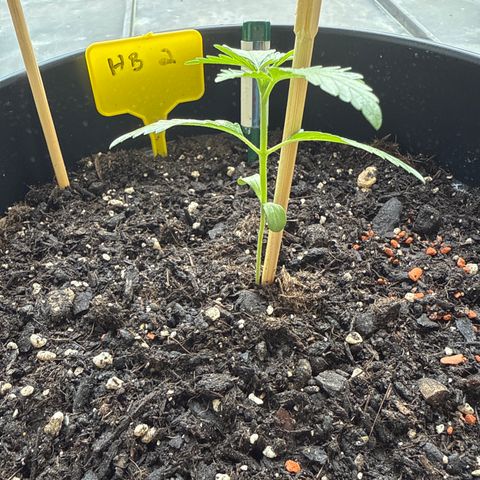 Hulkberry Automatic 2 growlog timeline photo