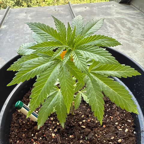 Sundae Driver growlog timeline photo
