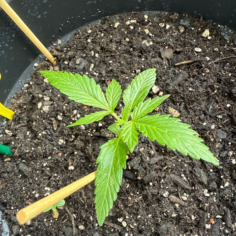 Watermelon Automatic 2 growlog timeline photo