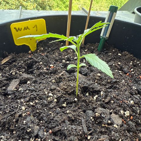 Watermelon Automatic growlog timeline photo