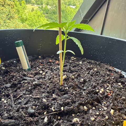 Bubblegum XL growlog timeline photo