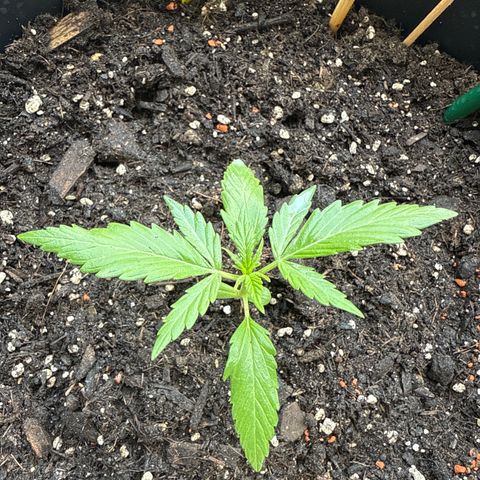Watermelon Automatic growlog timeline photo