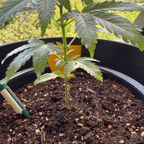 Sundae Driver growlog timeline photo