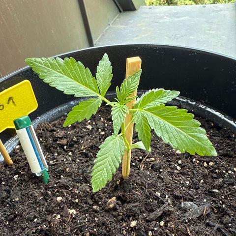 HulkBerry Automatic growlog timeline photo