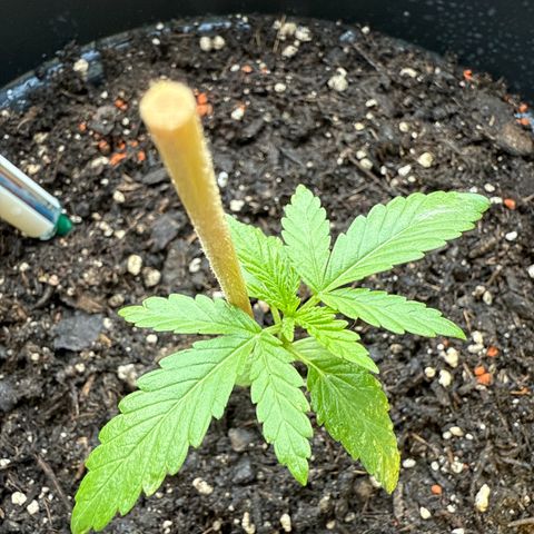 Bubblegum XL growlog timeline photo