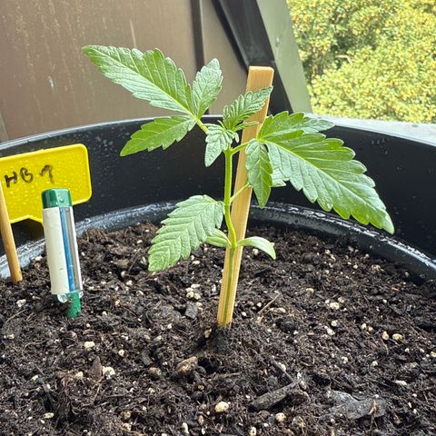 HulkBerry Automatic growlog timeline photo