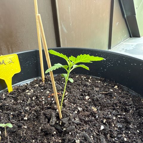 Watermelon Automatic 2 growlog timeline photo