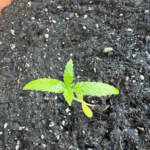 Bubblegum XL 3 growlog timeline photo
