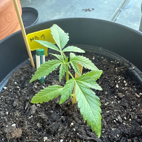 HulkBerry Automatic growlog timeline photo