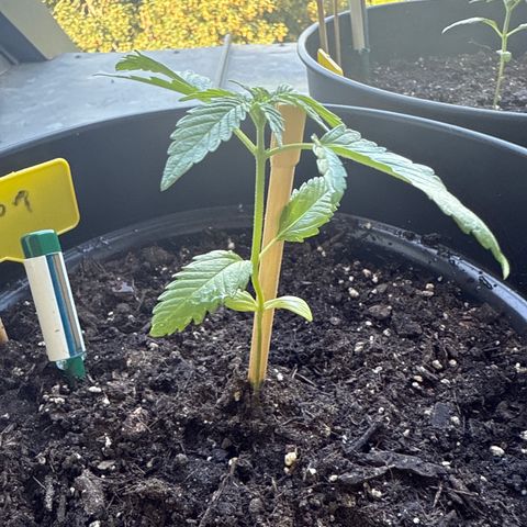 HulkBerry Automatic growlog timeline photo