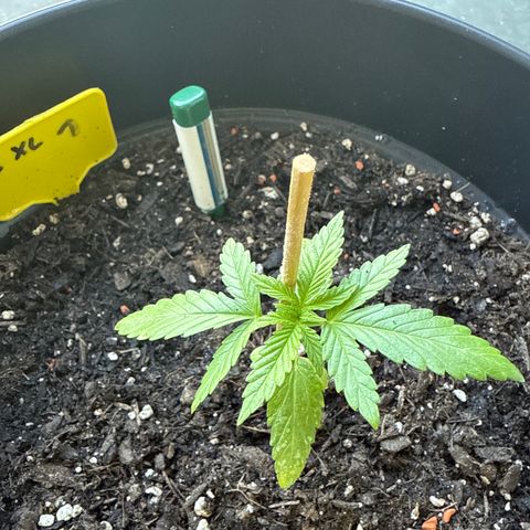Bubblegum XL growlog timeline photo