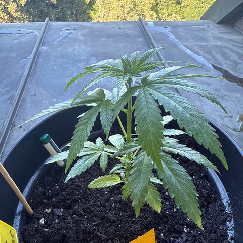 Sundae Driver growlog timeline photo