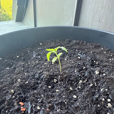 Watermelon Automatic 3 growlog timeline photo