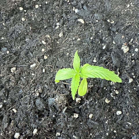Watermelon Automatic 3 growlog timeline photo