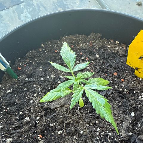 Watermelon Automatic growlog timeline photo