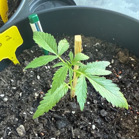 Hulkberry Automatic 2 growlog timeline photo