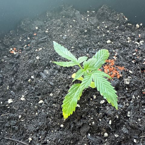 Purple Queen Automatic growlog timeline photo