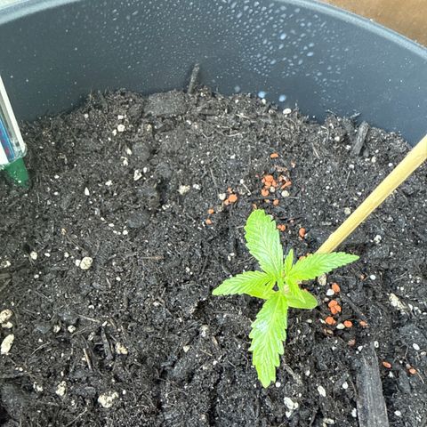 HulkBerry Automatic 3 growlog timeline photo