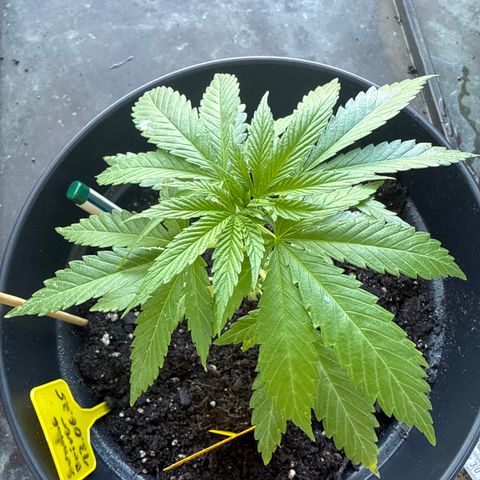 Sundae Driver growlog timeline photo