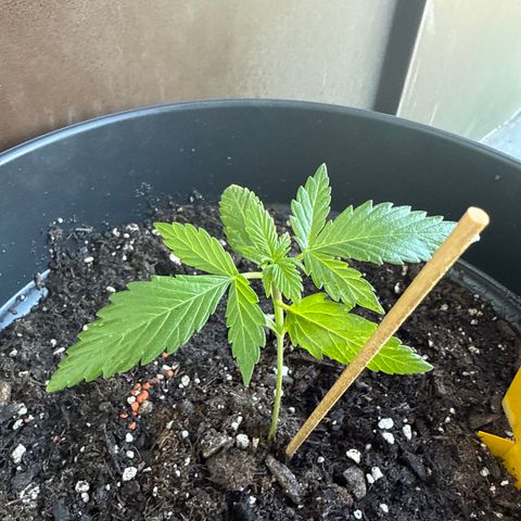 Watermelon Automatic 2 growlog timeline photo