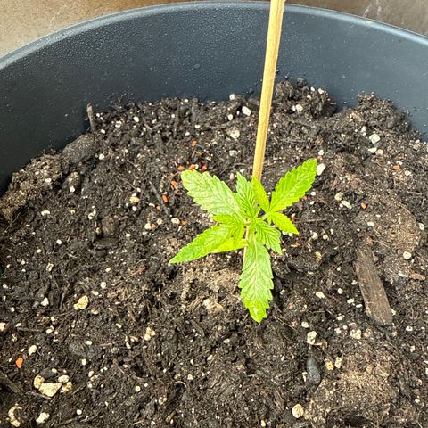 HulkBerry Automatic 3 growlog timeline photo
