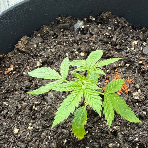 Purple Queen Automatic growlog timeline photo